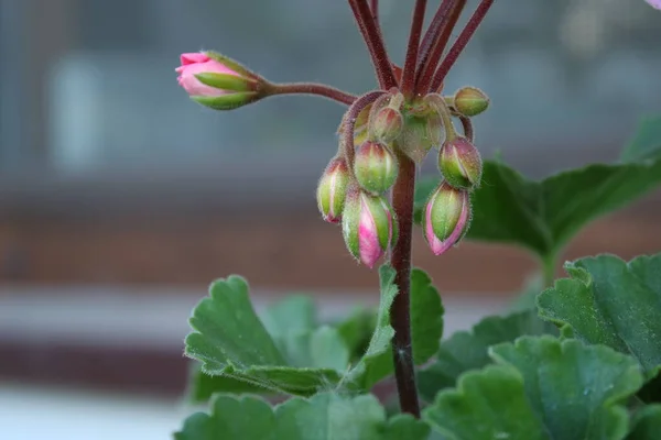 Pink Geranium Flowers Windowsill — Stockfoto