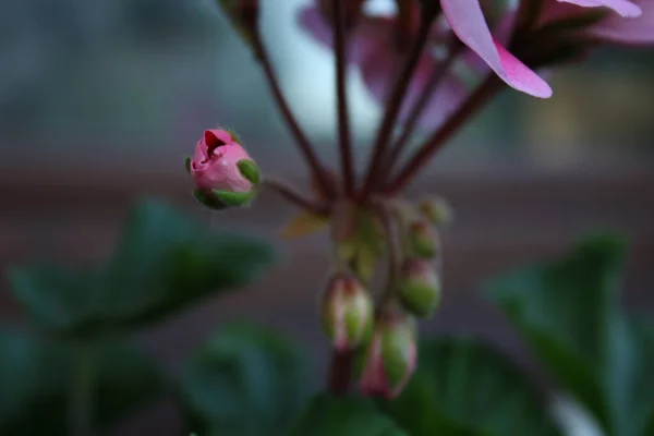 Pink Geranium Flowers Windowsill — 스톡 사진