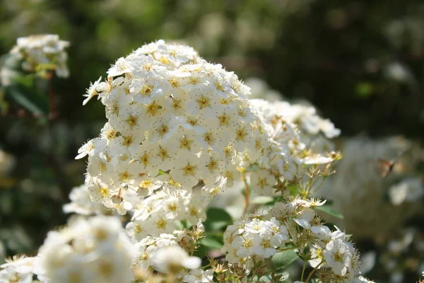 White Flowers Sunny Evening — 图库照片