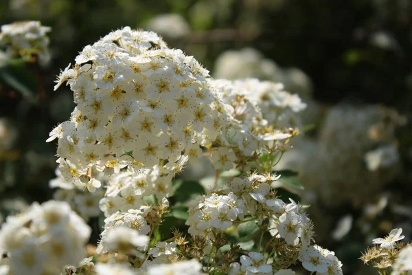 Güneşli bir akşamda beyaz çiçekler.