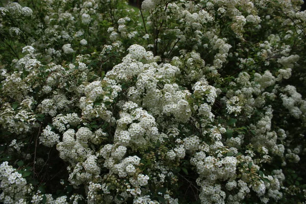 Screams White Flowers Forest Path — Zdjęcie stockowe