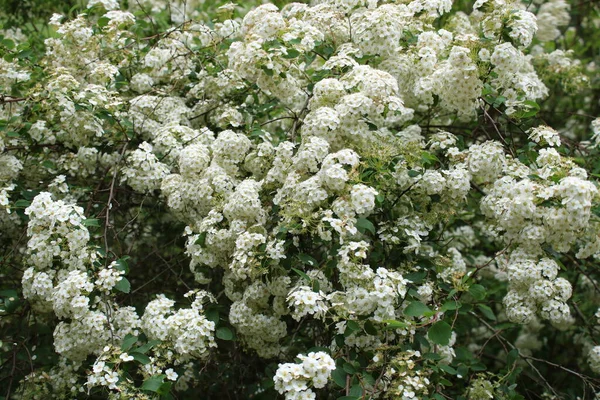 Orman yolunda beyaz çiçeklerin çığlıkları.