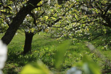 Güneşli bir günde çiçek açan kiraz çiçekleri ve bulanık sarı çiçekler..