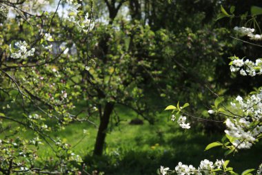 Güneşli bir günde çiçek açan kiraz çiçekleri ve bulanık sarı çiçekler..