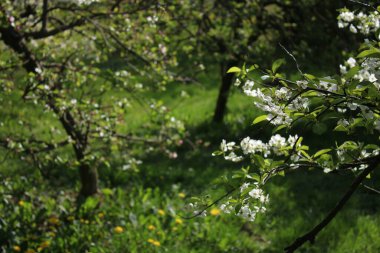 Güneşli bir günde çiçek açan kiraz çiçekleri ve bulanık sarı çiçekler..