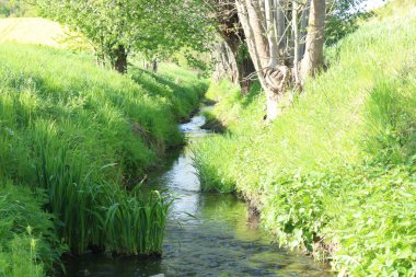 Vadiden akan bir dere yakınlarda çimenler ve ağaçlarla birlikte..
