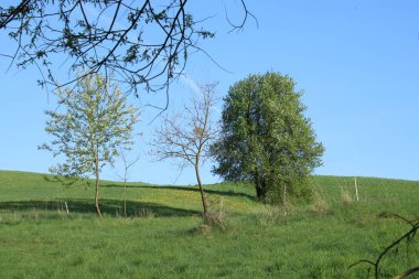 Vadi çimlerle ve akan ağaçlarla kaplıdır..