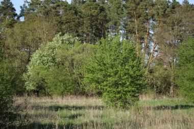 Vadi çimlerle ve akan ağaçlarla kaplıdır..