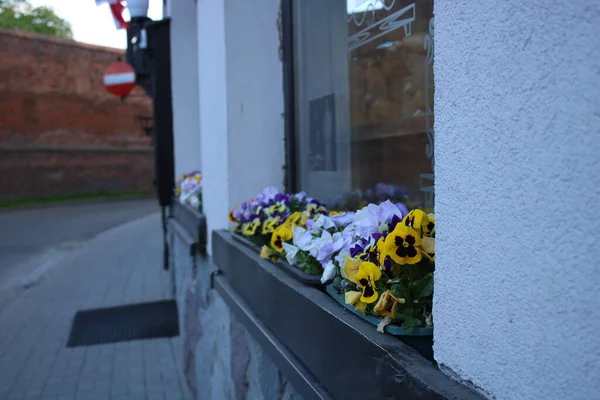 Window Beautiful Colorful Flowers — Photo