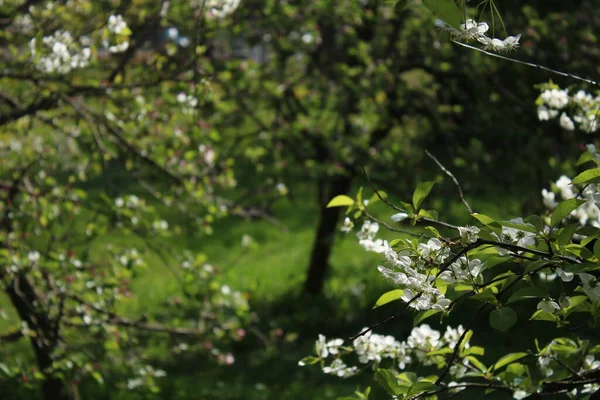 Güneşli bir günde çiçek açan kiraz çiçekleri ve bulanık sarı çiçekler..