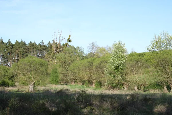 Vadi çimlerle ve akan ağaçlarla kaplıdır..