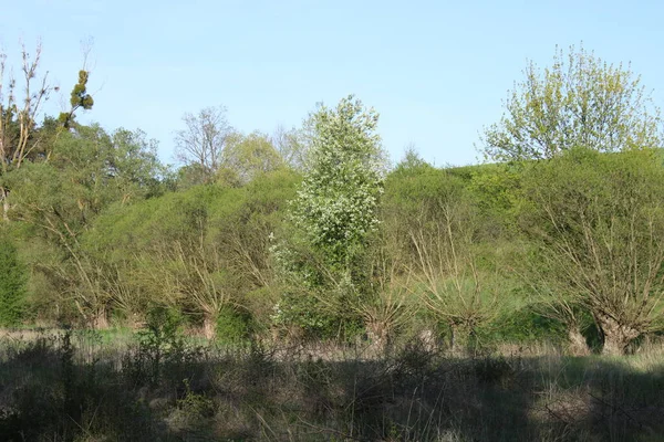 Valley Covered Grasses Trees Flowing Stream — Photo