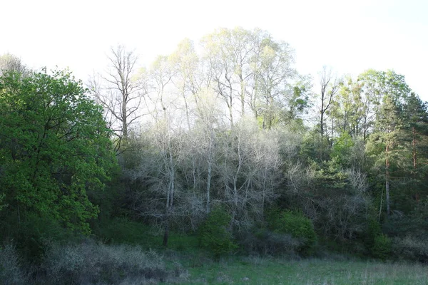 Vadi çimlerle ve akan ağaçlarla kaplıdır..