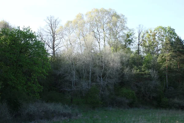 Vadi çimlerle ve akan ağaçlarla kaplıdır..