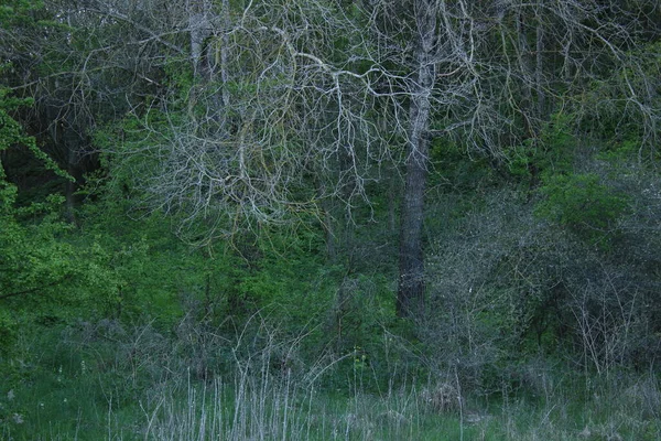 Vadi çimlerle ve akan ağaçlarla kaplıdır..