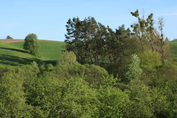 Valley Covered Grasses Trees Flowing Stream — Stock fotografie