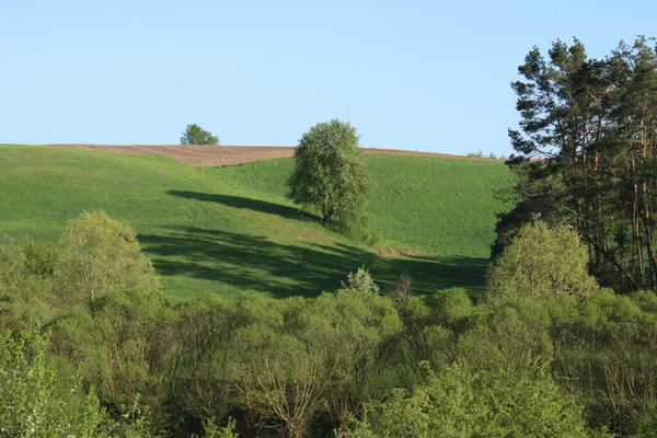 Valley Covered Grasses Trees Flowing Stream — Φωτογραφία Αρχείου