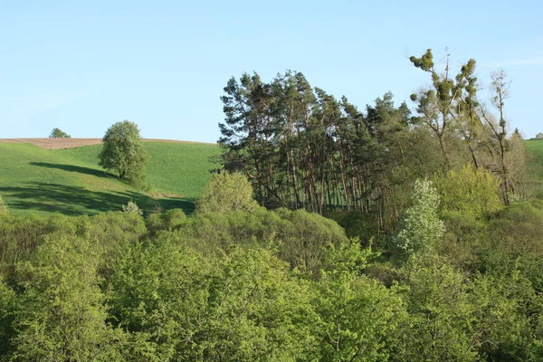 Valley Covered Grasses Trees Flowing Stream — Φωτογραφία Αρχείου