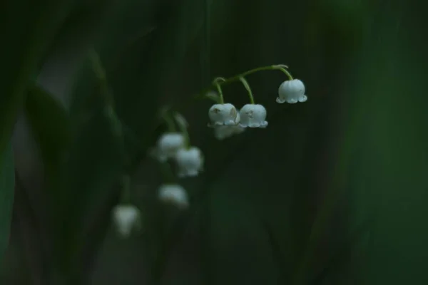 Blooming Lilies Valley Cloudy Afternoon — 스톡 사진