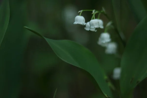 Blooming Lilies Valley Cloudy Afternoon — Φωτογραφία Αρχείου