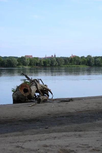 Panorama Old Town Chelmno Vistula River Foreground Dry Tree — Photo