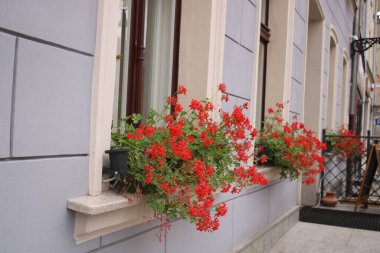 Multi-colored spring flowers stand on the windowsill.