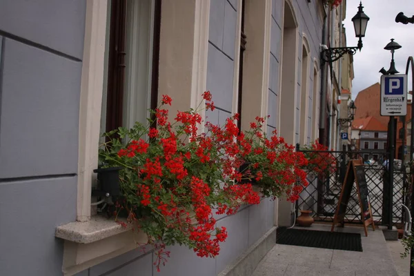 Multi Colored Spring Flowers Stand Windowsill — Φωτογραφία Αρχείου