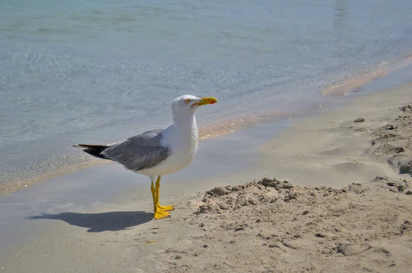 Uma grande gaivota senta-se na costa arenosa — Fotografia de Stock