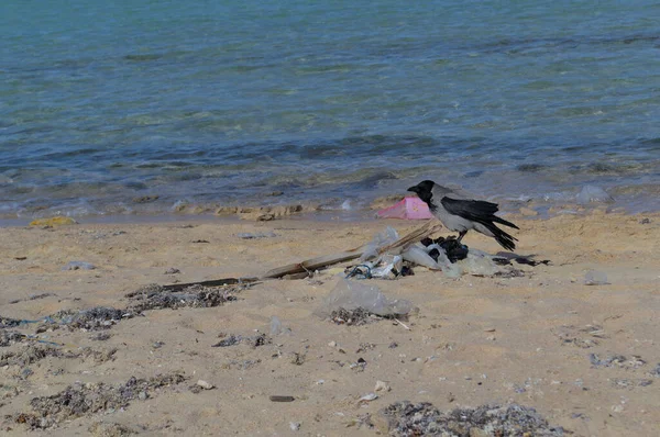 Um grande corvo se senta em uma montanha de lixo em uma praia de areia. — Fotografia de Stock