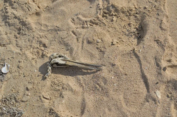 Il cranio di un grande uccello giace sulla sabbia. — Foto Stock
