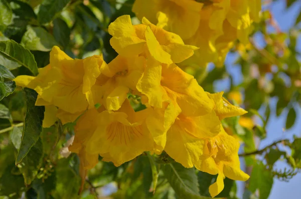 Schöne gelbe Blumen in der Sonne in Ägypten. — Stockfoto