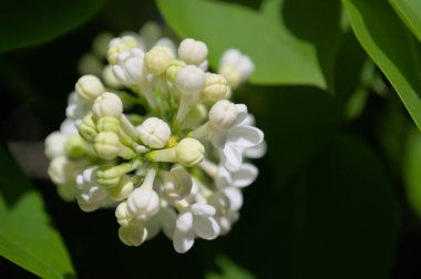 Beyaz, genç leylak çiçekleri, yaz başında leylak tomurcukları..