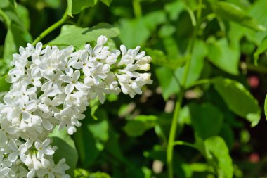 Bulanık arka planda beyaz bir leylak dalı. Yaz arkaplanı. 