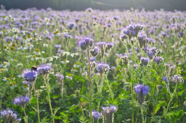 A flower field in the early morning in the rays of the sun with a blurred background.