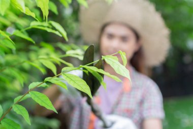 Asyalı kadın büyük bahçe makası ile budama çalıları takıyor..