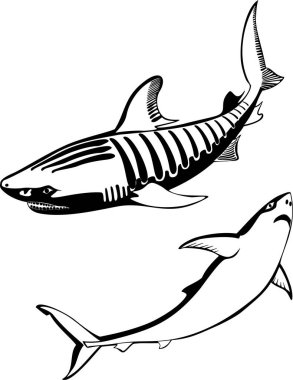 köpekbalığı beyaz arka plan üzerinde vektör çizim