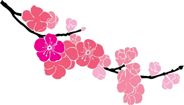 Sakura Virágok Virág Vektor Illusztráció — Stock Vector