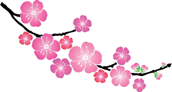 Sakura Virágok Virág Vektor Illusztráció — Stock Vector