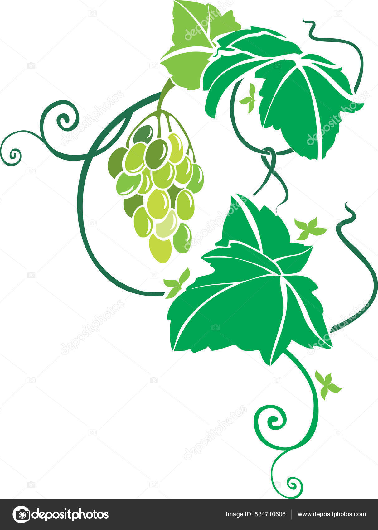 Vector Illustration Green Grapes Stock Vector Image by ©artAnnaS #534710606