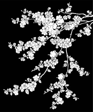 Siyah arkaplanda beyaz çiçekler