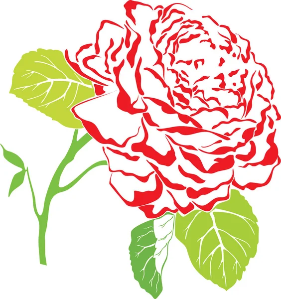 Векторная Иллюстрация Красной Розы — стоковый вектор