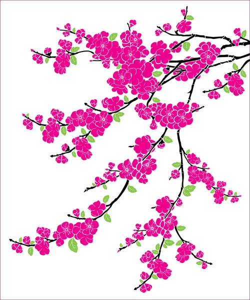 Красиві Рожеві Квіти Сакури Ізольовані Білому Тлі — стоковий вектор