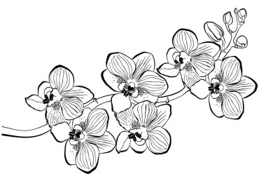 Orkide dalı beyaz arkaplanda izole edilmiş. Görüntü