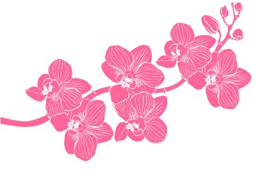 Orkide dalı beyaz arkaplanda izole edilmiş. Görüntü 