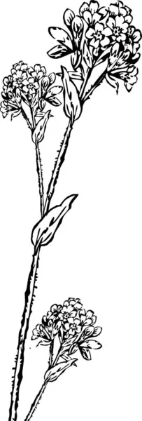 Izole Beyaz Zemin Üzerine Siyah Çiçek Vektör Çizim — Stok Vektör