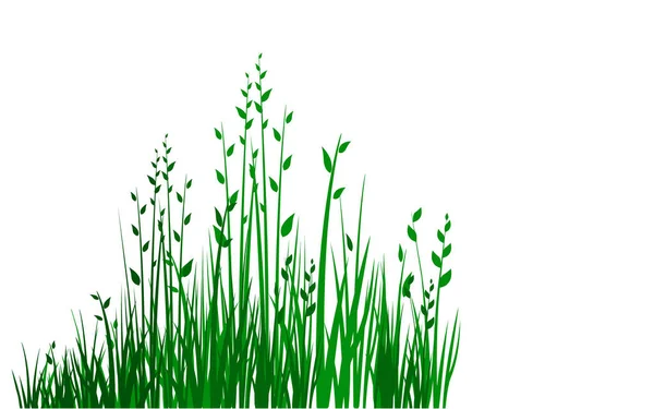 Green Grass Isolated White Background Vector Illustration — Stock Vector