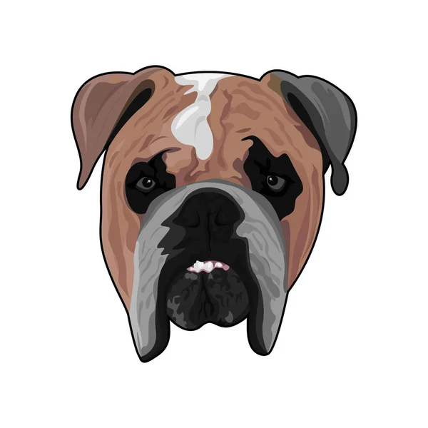 Bulldog Cabeza Vector Arte Gráficos — Vector de stock