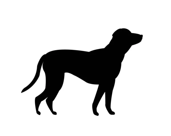 Vector Black Silhouette Labrador Retriever Dog Isolated White Background Vet —  Vetores de Stock