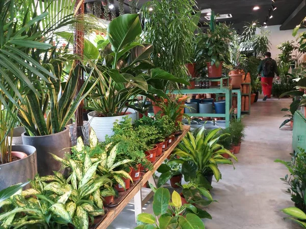 美しい緑の植物と観賞用植物を販売する店 — ストック写真