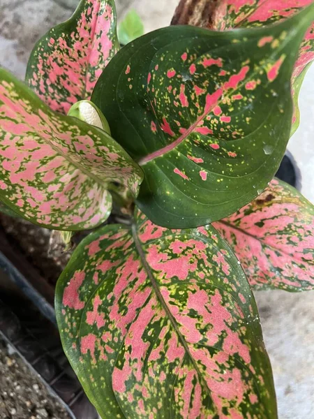 Close Beatiful Colorful Leaves Green Pink Blurred Background — ストック写真